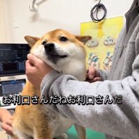 鳴いてしまうあーちゃん