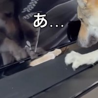 テレビ前のスピーカーを前脚でひっかくチェコスロバキアンウルフドッグ