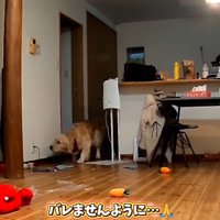 ビクビクするこむぎ君