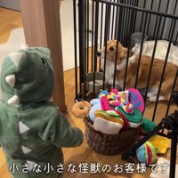 お客さんがやってきた