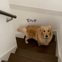 立ち上がるメルちゃん