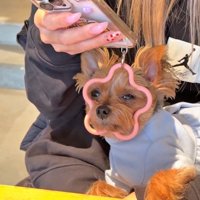 飼い主さんをじーっ