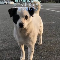 近寄る野良犬
