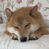 かわいい
