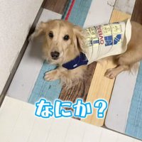 さらお君を病院に連れて行ったら9
