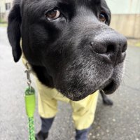 横目