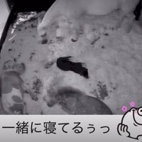 真ん中に犬のノアちゃんが…