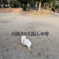 遠くの大型犬を発見したベラちゃん