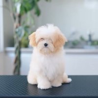 トリミング前のぽぬちゃん