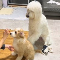 「おかわり」と言ったら？