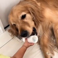 ラビーくんに芯をあげる男の子