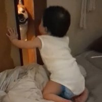赤ちゃんがいる部屋に入ろうとする柴犬