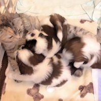 猫の周りに集まる3匹の子犬