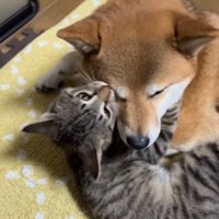 犬の顔を甘噛みする猫