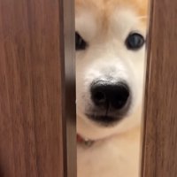 「どこ行ってたの…？」