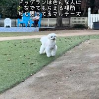 目が合った人を見つけたおもちくん
