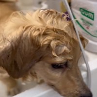 顔を出す犬