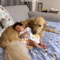 犬の体に寄りかかる赤ちゃん