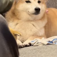 正直レディな琥珀ちゃん