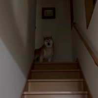 お兄ちゃんの帰宅時