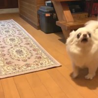 激怒して吠えています！