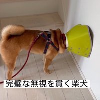 呼ばれても無視を貫き通す