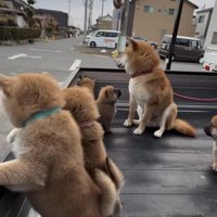 荷台で過ごす犬たち