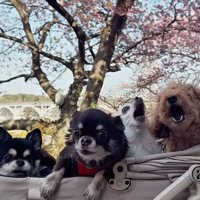カートに入る4匹