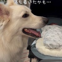 赤ちゃんが泣いた時のワンダくん7