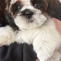 顔がはっきり見えた茶々丸くん