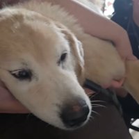 病院で検査を受ける大型犬