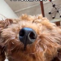 パパさんが熱でダウンした時のポポくん