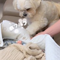 足で叩く犬