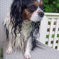 水遊び後の犬