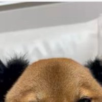 ハロウィン