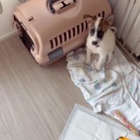 部屋の隅でお座りをする子犬