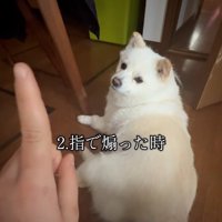指で煽る飼い主さん