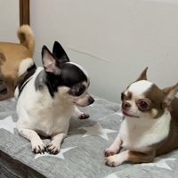 うめちゃんの遊びの誘い方