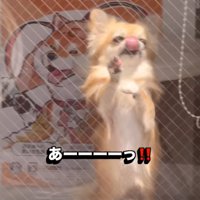 嬉しそうな犬