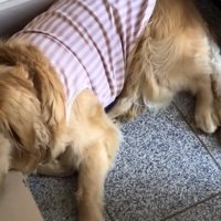 玄関で寝そべるロイちゃん