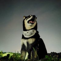 夜さんぽ