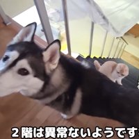 飼い主を見上げる大型犬