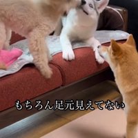 一緒に遊びたくて…