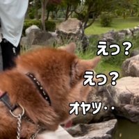 鯉に餌をあげた時のたこやきちゃん7