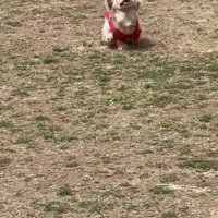 愛情たっぷりの走り