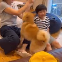 お母さんを見る犬1