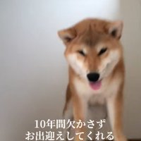階段上の柴犬
