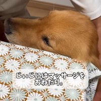 おじいちゃんのマッサージにうっとり