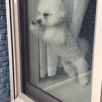 飼い主の帰りを喜ぶ小型犬