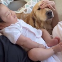 頭を撫でてもらう犬